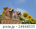 dogs 24648535