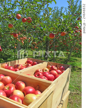 秋晴れ　林檎の収穫 24648832