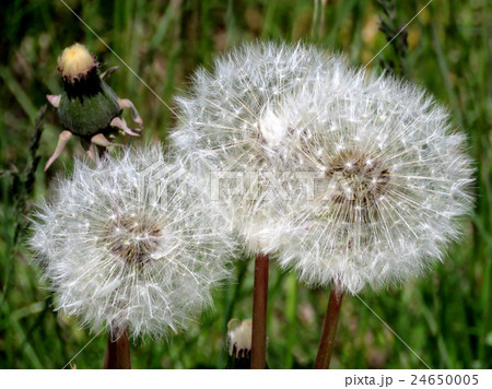 Toronto Lake dandelion seed 2016 Toronto Lake dandelion seed 2016 24650005