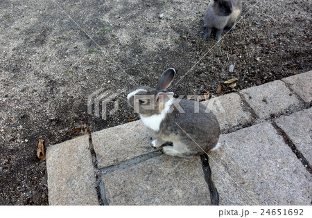 大久野島 うさぎ 大久野島 うさぎ 24651692