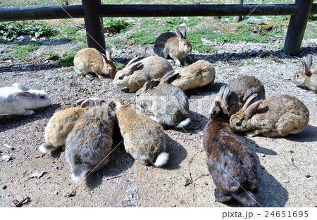 大久野島　うさぎ 24651695