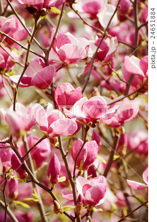 Magnolia spring flowers Magnolia spring flowers 24651884