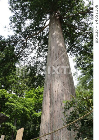 三夜沢赤城神社（サワラ） 24652106
