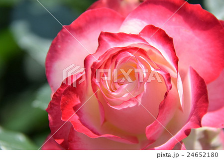 ローズガーデン ～青島こどものくに・フラワーフェスタ～ （宮崎県宮崎市） 24652180