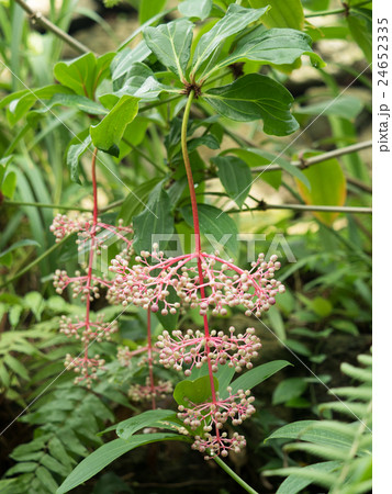 メディニラ・スペキオサ 24652335