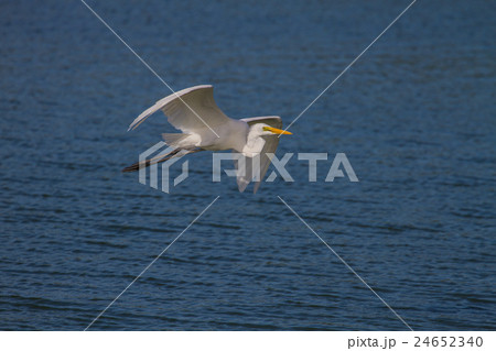 Great Egret flying in nature Great Egret flying in nature 24652340
