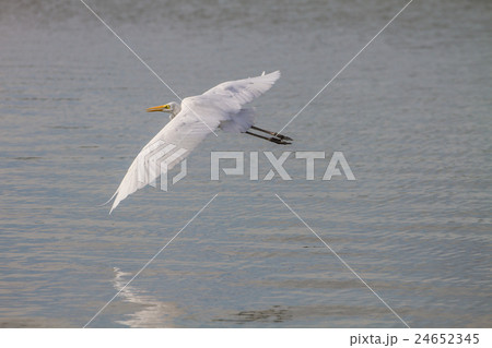 Great Egret flying in nature Great Egret flying in nature 24652345