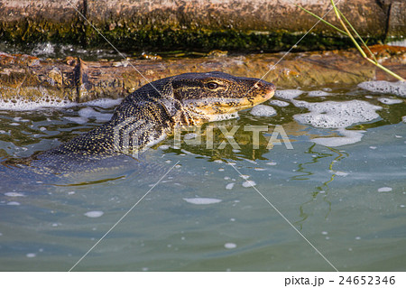 close up Water monitor lizard close up Water monitor lizard 24652346