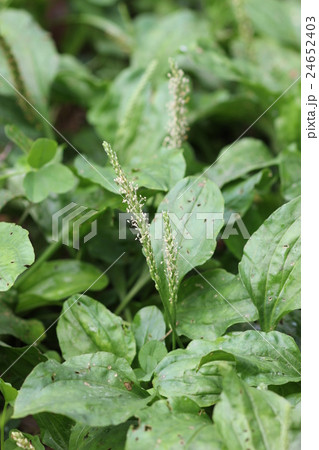 オオバコの花０３ 24652403