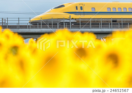 ドクターイエローとひまわり畑 ドクターイエローとひまわり畑 24652567