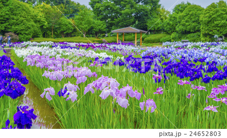 花菖蒲　16：9 24652803