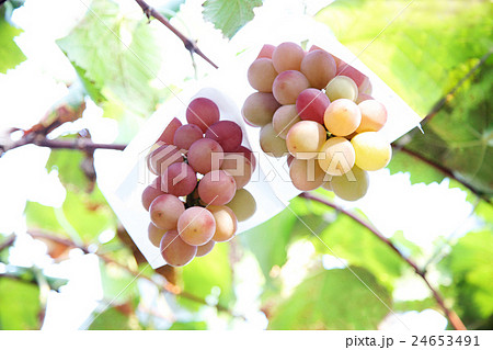 ぶどう 24653491