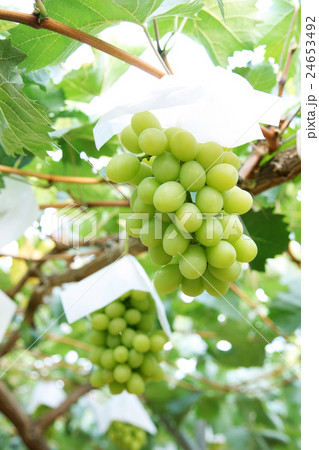 マスカット・オブ・アレキサンドリア 24653492