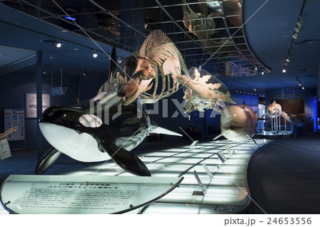 クジラの骨格標本 24653556