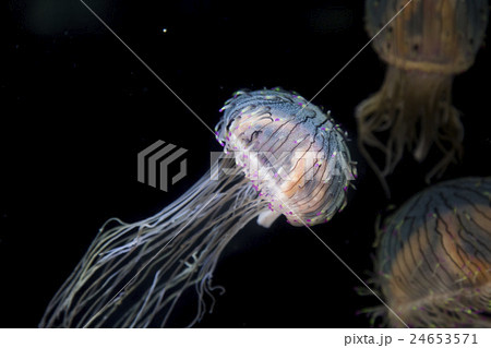 ハナガサクラゲ 24653571