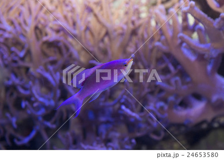 パープルクイーン パープルクイーン 24653580