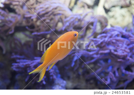 スミレナガハナダイのメス 24653581