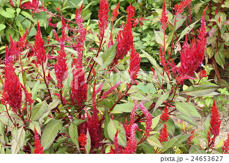 ケイトウ咲く頃 24653627