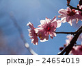 桜 24654019