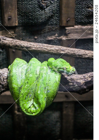 Green Python, snake Green Python, snake 24654208