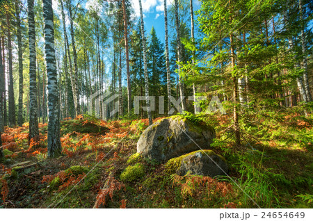 birch and fir forest panorama birch and fir forest panorama 24654649