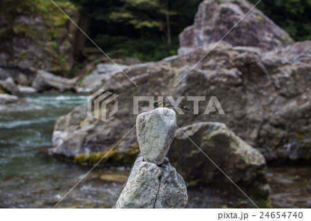 積石とオニヤンマ-御岳渓谷- 24654740