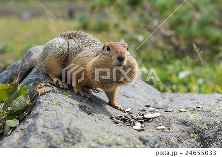 Arctic ground squirrel eating seeds on rock 24655033