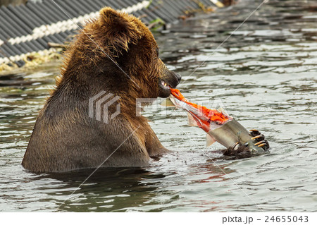 Brown bear eating a salmon caught in Kurile Lake. 24655043