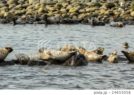 Pusa is a genus of earless seals. 24655058