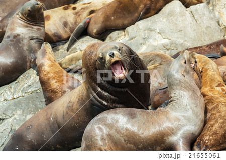 Rookery Steller sea lions. Island in Pacific Ocean 24655061