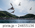 伊根湾の海鳥 24655136