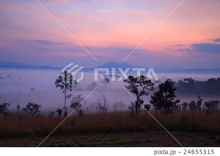 Fog in forest at Thung Salang Luang National Park 24655315