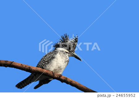 青空にヤマセミ 24655952