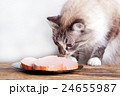 young cat near the a plate 24655987