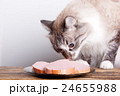 young cat near the a plate 24655988
