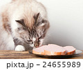young cat near the a plate 24655989