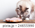 young cat near the a plate 24655990