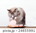young cat near the a plate 24655991