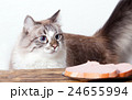 young cat near the a plate 24655994