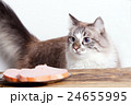 young cat near the a plate 24655995