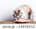 young cat near the a plate 24656012