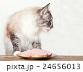 young cat near the a plate 24656013