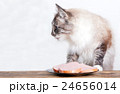 young cat near the a plate 24656014