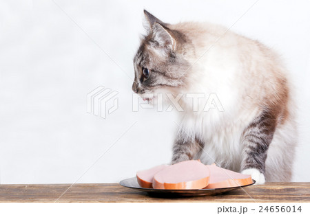young cat near the a plate young cat near the a plate 24656014
