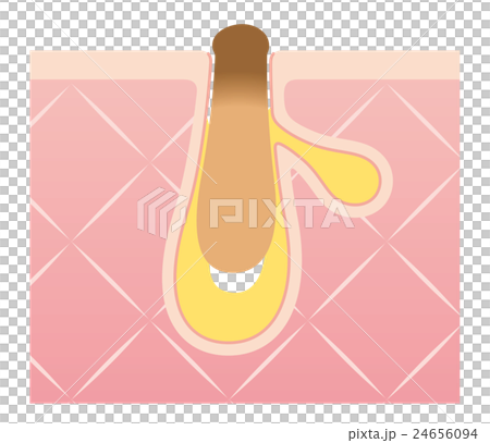 毛穴の構造 角栓 断面図 毛穴の構造 角栓 断面図 24656094