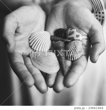 Shell Beach Leisure Summer Shore Coast Nature Concept 24661868