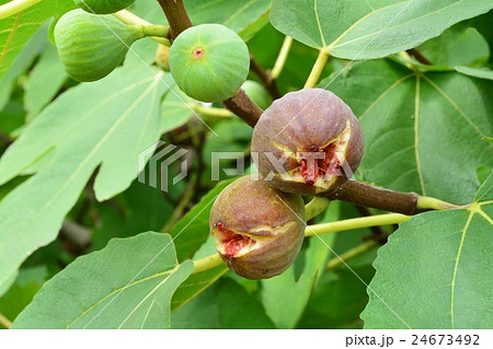 イチジク 24673492