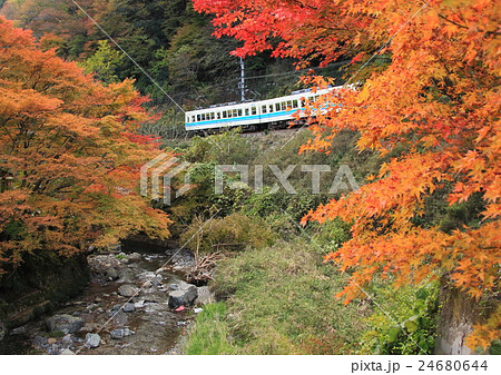 紅葉の中を走る叡山電車 24680644