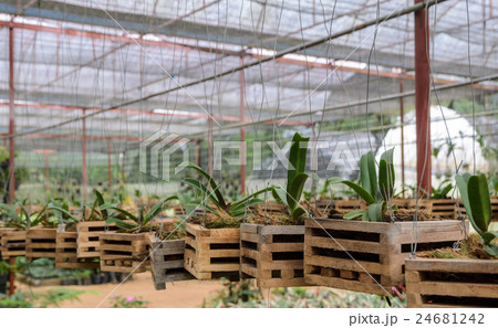 Orchid plants in a nursery 24681242
