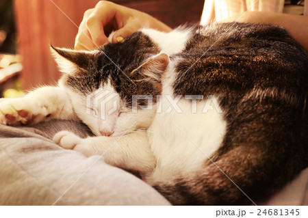 close up outdoor photo of the cat on lap 24681345